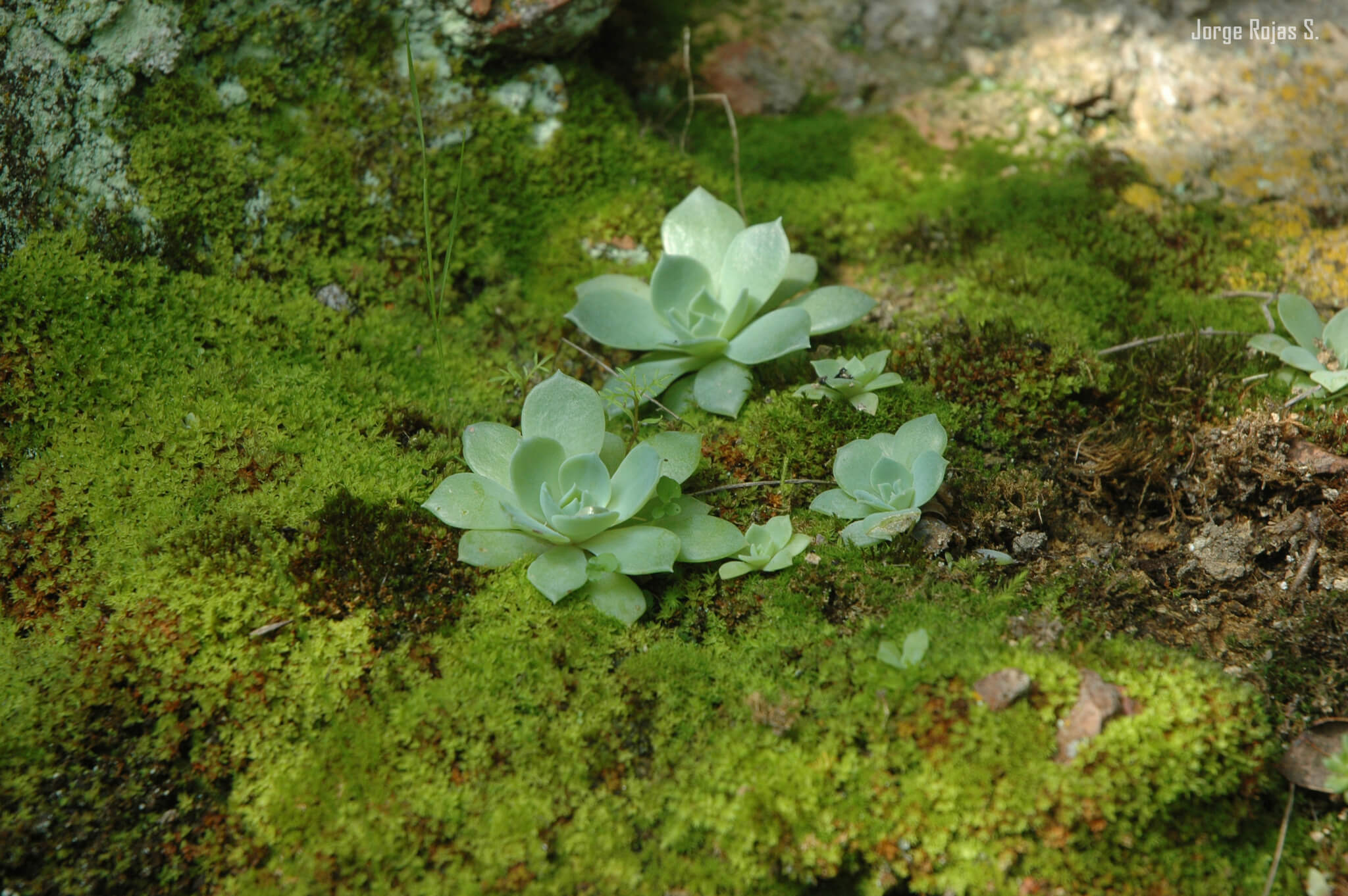Echeveria setosa var. oteroi